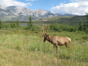 Vulnerable elk grazes at the side of the road in Jasper National Park, Alberta.